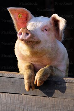 a small pig sitting on top of a wooden fence next to a black wall and looking at the camera