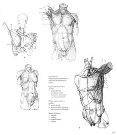 three different views of the human body