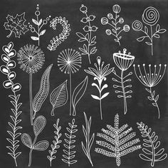 hand drawn flowers and plants on a chalkboard