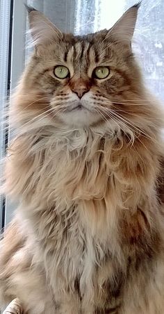 a long haired cat sitting in front of a window