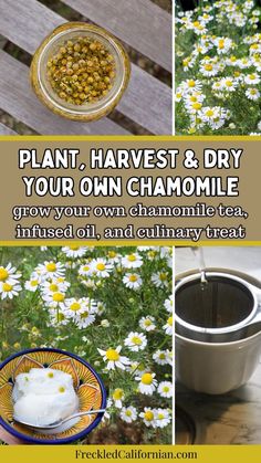 a collage of photos with text that says plant, harvest & dry your own chamomile