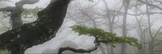 an image of fog in the forest with trees and leaves on it's branches