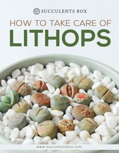 a bowl filled with lots of small rocks and pebbles next to the words how to take care of lithops