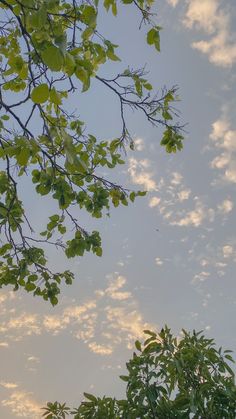 the sky is very cloudy with some green leaves