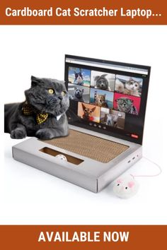 a cat sitting in front of a laptop with pictures on the screen and mouse next to it