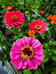 pink and orange flowers in a garden