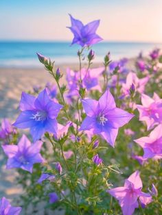 purple flowers are blooming on the beach