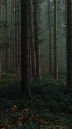 a forest filled with lots of trees covered in leaves and foggy skies behind it