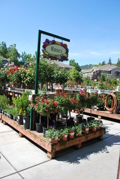 many potted plants are on display in front of a sign for rose's