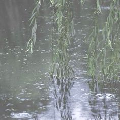 the water is very shallow and has green plants growing in it