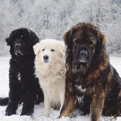 three dogs sitting in the snow with trees in the backgroung behind them