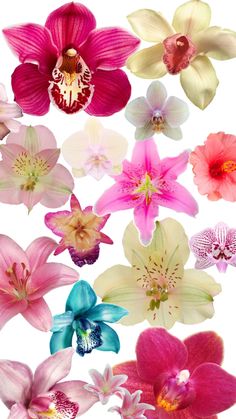 an assortment of different colored orchids on a white background, including pink and purple flowers