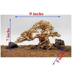 an image of a bonsai tree on display with measurements for the size and height