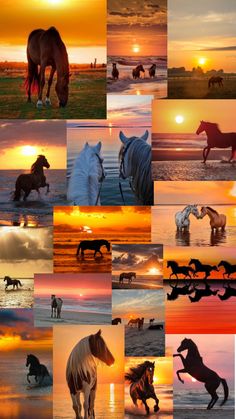 many different pictures of horses running on the beach at sunset or sunrise, all with their tails in the air