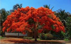 a large tree with bright orange flowers on it