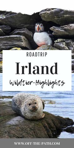 the roadtrip in ireland with text overlay that reads road trip wild - highlights