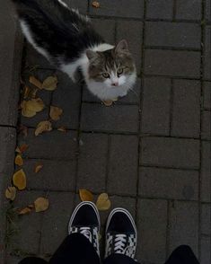 a cat sitting on the ground next to someone's feet