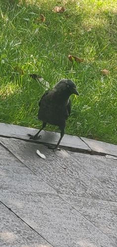 a black bird sitting on top of a wooden table