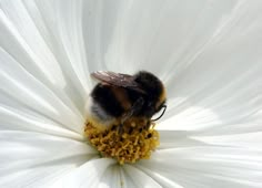 a bee sitting on top of a white flower