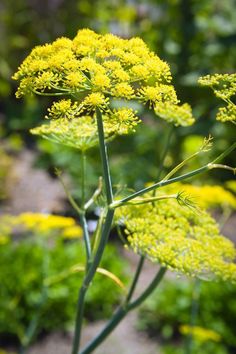 a close up of a plant with yellow flowers in the foreground and green foliage in the background