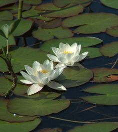 two white water lilies floating on top of lily pads