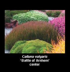 there are many different types of plants in the field with words that read, california rugars battle of arnien'center