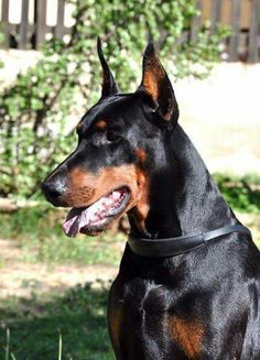 a black and brown dog sitting in the grass