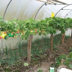 several plants growing in a small greenhouse