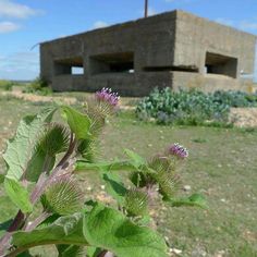 a green plant with purple flowers in front of a building on the side of a hill