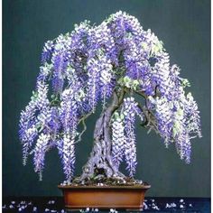 a bonsai tree with purple flowers in a pot