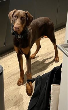 a brown dog standing on top of a hard wood floor