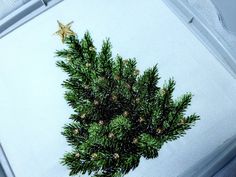 a close up of a small christmas tree on a white cloth covered tray with a gold star in the center