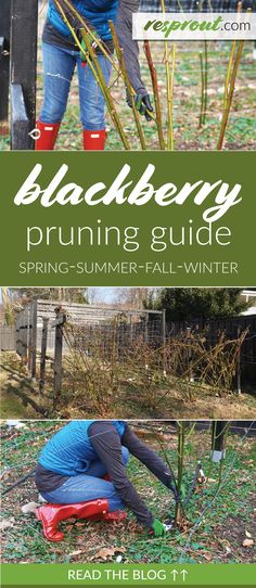 the blackberry pruning guide for spring and fall