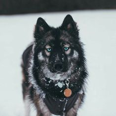 a black and gray dog with blue eyes standing in the snow looking at the camera