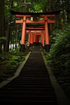 the stairs lead up to an orange torimi in the middle of a forest filled with trees