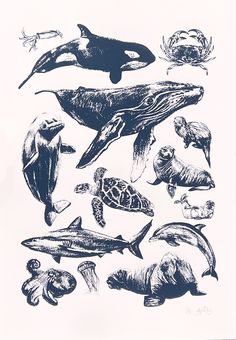 an ink drawing of various sea animals and marine creatures, including whales, dolphins, turtles, and more