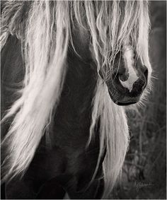 a black and white photo of a horse with long hair on it's face