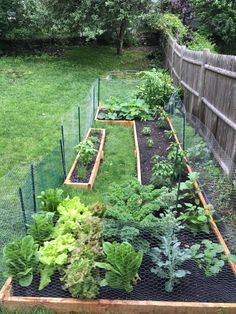 a garden with lots of plants growing in it