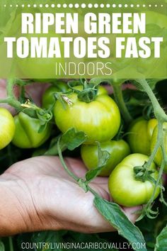 green tomatoes growing on the vine with text overlay reading ripen green tomatoes fast indoors