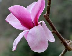 a pink flower is blooming on a tree branch