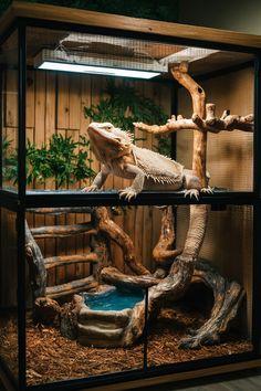 a large lizard in a glass enclosure with wood logs and grass around it's edges