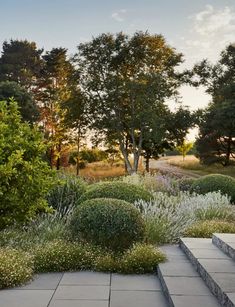 an outdoor garden with stone steps leading up to trees