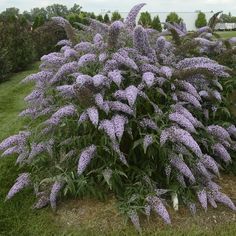 purple flowers are blooming in the grass