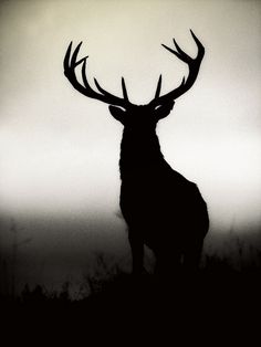 the silhouette of a deer with antlers on it's back