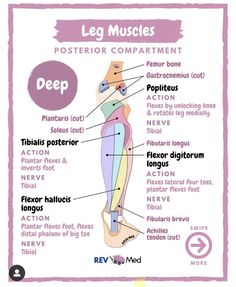 the leg muscles and their corresponding parts are labeled in this diagram, which shows how to use