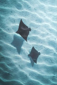 two sting rays swimming in the ocean water