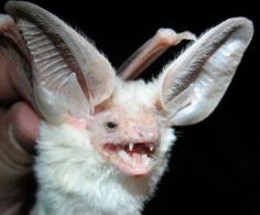 a close up of a person holding a bat with it's mouth open and teeth missing