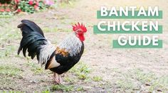 a black and white rooster standing on top of a grass covered field with the words bantam chicken guide