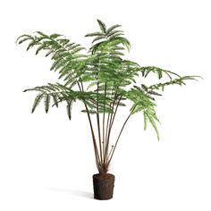 a green plant in a brown vase on a white background