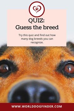 Guess the breed Invite Your Friends, How Many, The Amazing, Dog Breeds, Did You Know, Memes, Dogs